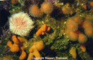 Fair Isle's Marine Richness and Diversity
